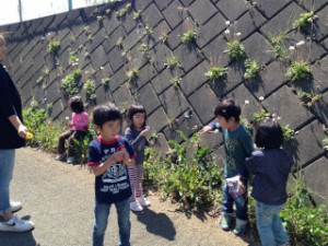 綿毛を沢山飛ばしたよ!