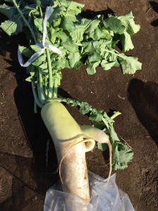 20161211_161225_0003