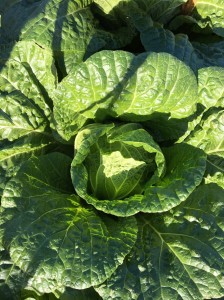 20161211_161225_0019