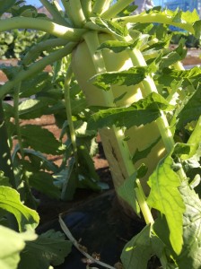 20161211_161225_0021